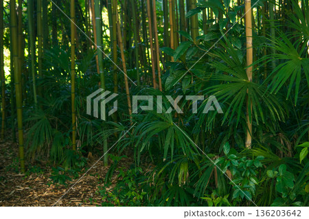 nature green bamboo grove sunlight background 136203642