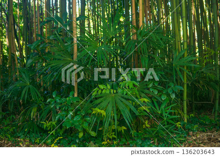 bamboo forest in the morning with sunlight and shadow 136203643