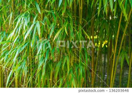 close up of bamboo forest natural background with leaves close up of bamboo forest natural background with leaves 136203646