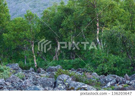 stone river among mountain forest 136203647
