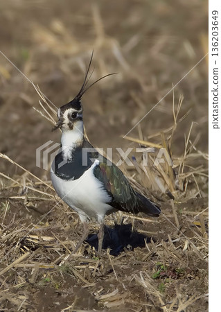 一隻鳳頭麥雞正在休息翅膀 一隻鳳頭麥雞正在休息翅膀 136203649