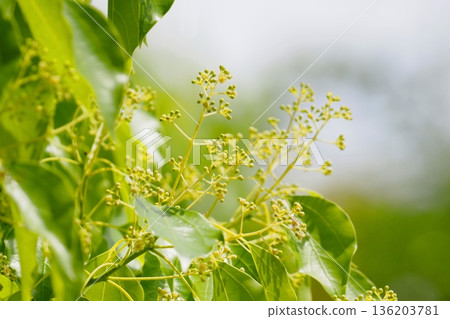 Buds of Camphor tree 136203781