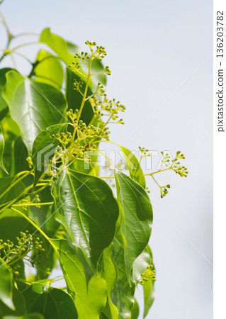 樟樹的芽 136203782