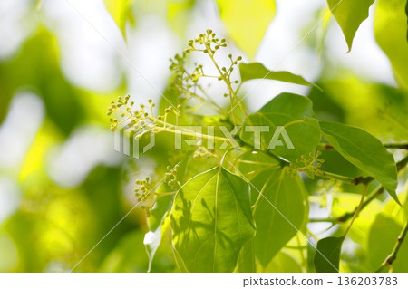 Buds of Camphor tree Buds of Camphor tree 136203783