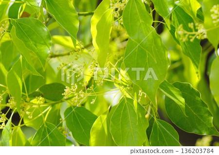 樟樹的芽 136203784