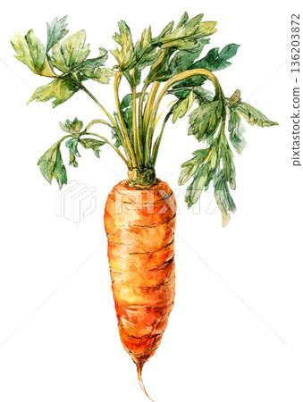 carrot 136203872