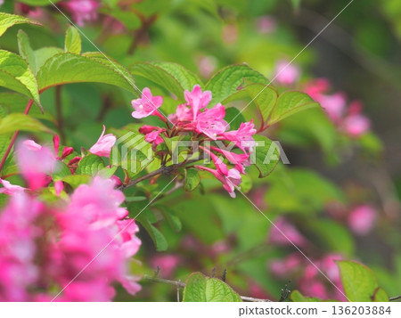 紅色錦帶花 136203884