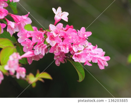 紅色錦帶花 紅色錦帶花 136203885
