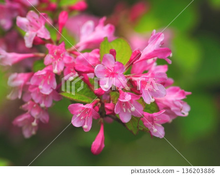 紅色錦帶花 136203886