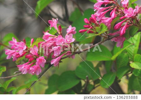Red Weigela flowers Red Weigela flowers 136203888