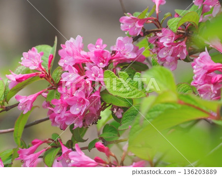 紅色錦帶花 136203889