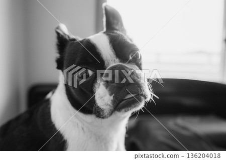 Boston Terrier 136204018