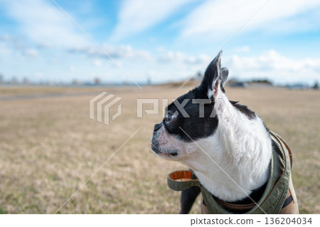 Boston Terrier 136204034