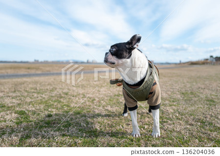 Boston Terrier 136204036