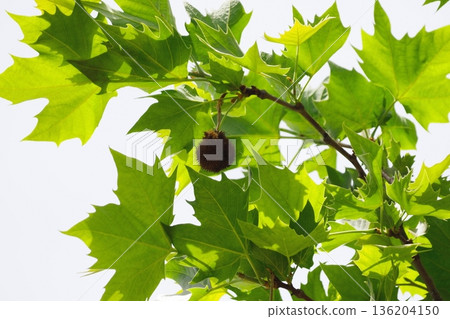 懸鈴木果實 136204150