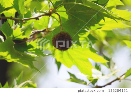 懸鈴木果實 懸鈴木果實 136204151