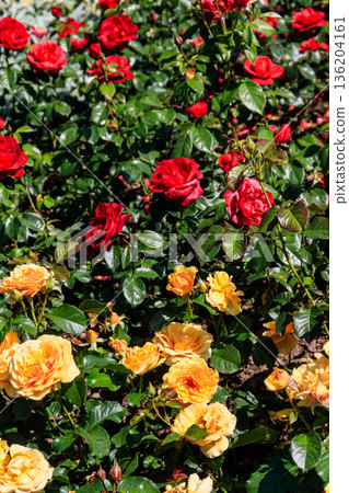 Beautiful roses on flower bed in a garden 136204161