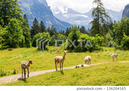 Group of alpacas grazing in green alpine meadow in Switzerland 136204165