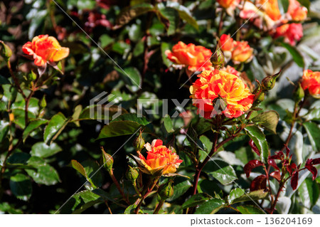 Beautiful roses on flower bed in a garden Beautiful roses on flower bed in a garden 136204169