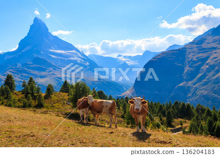 Swiss cows grazing on a meadow against the background of the Matterhorn, Switzerland Swiss cows grazing on a meadow against the background of the Matterhorn, Switzerland 136204183