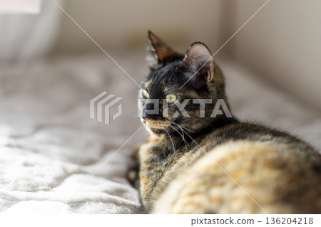 Sabi cat Sabi cat 136204218