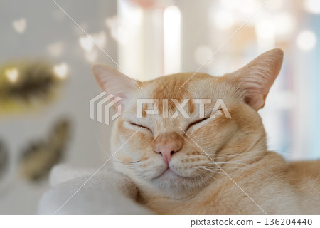 Burmese cat resting portrait Burmese cat resting portrait 136204440