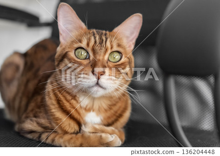 Bengal cat portrait indoors Bengal cat portrait indoors 136204448