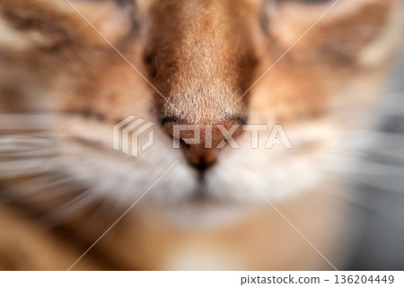 Cat nose close up 136204449