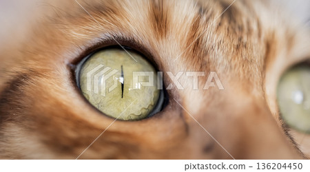 Bengal cat eye close up 136204450