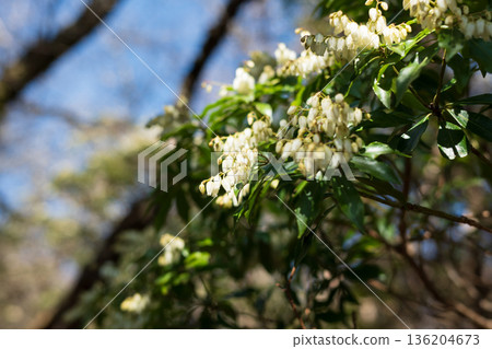 天城山，登山，靜岡縣 136204673
