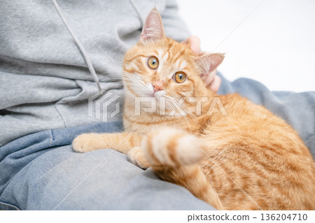 Ginger cat licks on the guy's lap Ginger cat licks on the guy's lap 136204710