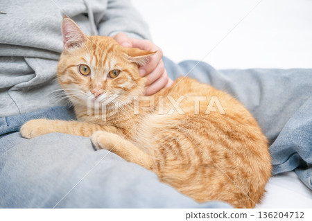 Ginger cat licks on the guy's lap 136204712