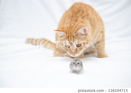 Ginger cat playing with a small hamster 136204715