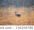 Ezo鹿 136204786