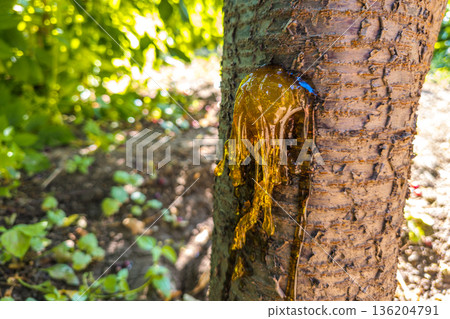 cherry tree trunk with sap oozing and textured bark in garden cherry tree trunk with sap oozing and textured bark in garden 136204791