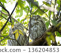 Ezo Owl 136204853