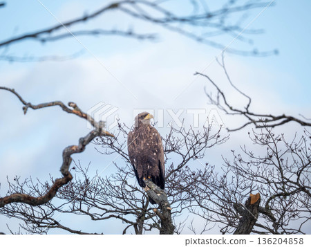 White-tailed eagle White-tailed eagle 136204858