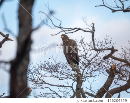 White-tailed eagle White-tailed eagle 136204859