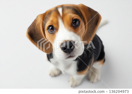 比格爾 比格爾 136204973