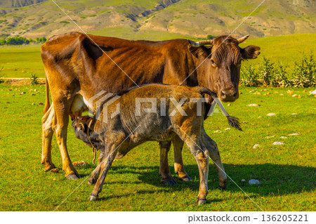 Adult cow nursing calf in grassy field during daytime in Kyrgyzstan Adult cow nursing calf in grassy field during daytime in Kyrgyzstan 136205221