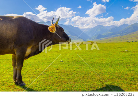 Dark brown cow standing in profile on green meadow in Kyrgyzstan Dark brown cow standing in profile on green meadow in Kyrgyzstan 136205222