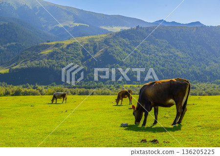 Three cows grazing in a serene rural landscape in Kyrgyzstan Three cows grazing in a serene rural landscape in Kyrgyzstan 136205225