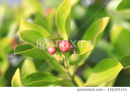 Masaki的紅色水果 Masaki的紅色水果 136205241