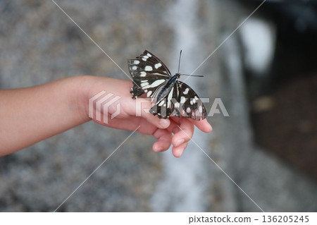 蝴蝶抓住了孩子們的手中 136205245