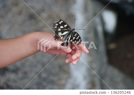 Butterflies caught in the hands of children 136205246