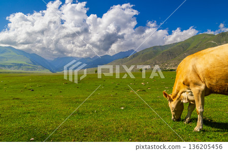 Cow grazing on grassland with mountains and clouds in Kyrgyzstan 136205456