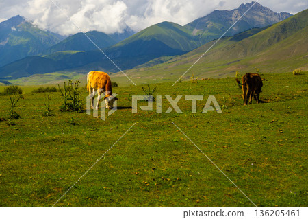 Two cows grazing on rolling green hills under cloudy sky 136205461