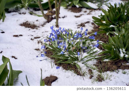 Siberian Squill Scilla Siberica Blue Flowers Blooming in April Snow Climate Change Siberian Squill Scilla Siberica Blue Flowers Blooming in April Snow Climate Change 136205611
