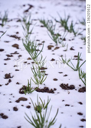 Green Onions Growing in Garden Covered with Unexpected April Snow Freeze 136205612