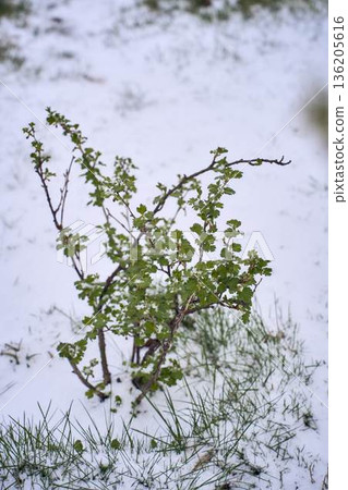 A Black Currant Bush Branches with Buds Covered in Unexpected April Snow Freeze A Black Currant Bush Branches with Buds Covered in Unexpected April Snow Freeze 136205616